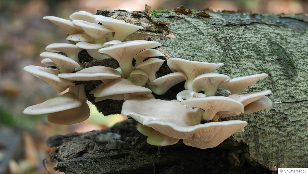 Comment faire pousser des pleurotes ?