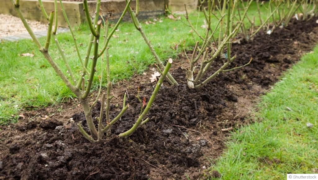 Fertilisation en hiver : besoins et recommandations