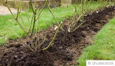 Fertilisation en hiver : besoins et recommandations