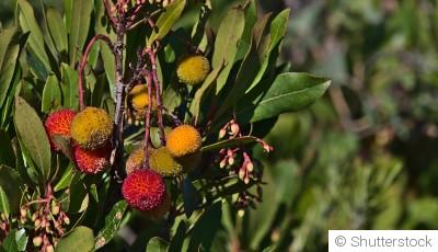 5 fruits à cultiver en hiver pour les jardiniers