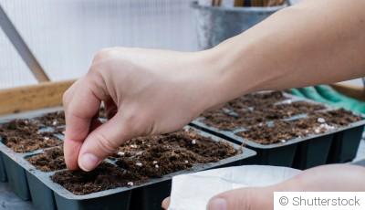 Comment faire germer des graines de tomates ?