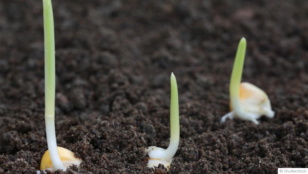 Comment faire germer du maïs ?