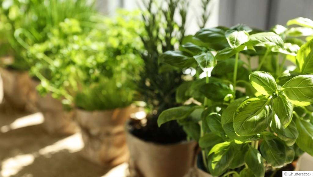 Herbes aromatiques en hiver : conseils de culture
