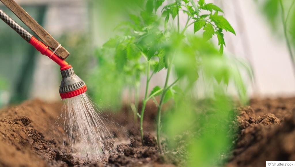 L\'importance de l\'eau pour les plantes en hiver