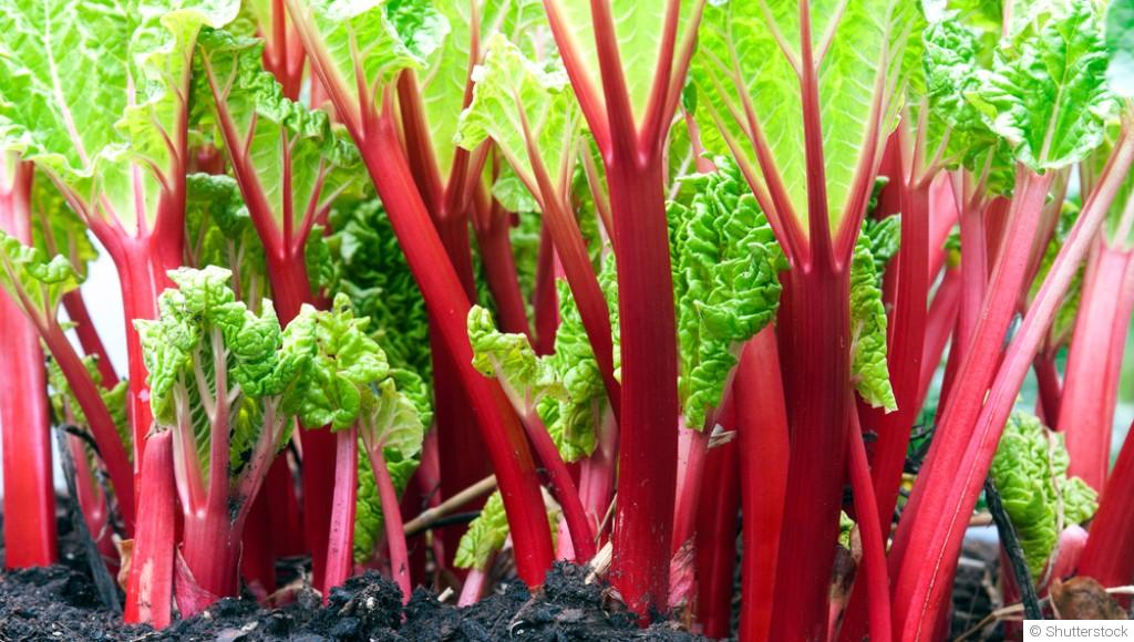 La culture de la rhubarbe en hiver : techniques et conseils
