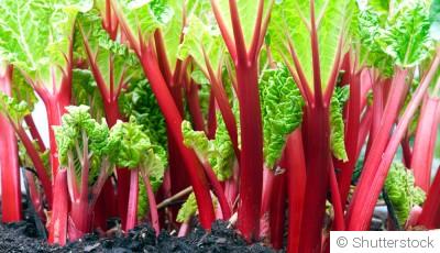 La culture de la rhubarbe en hiver : techniques et conseils