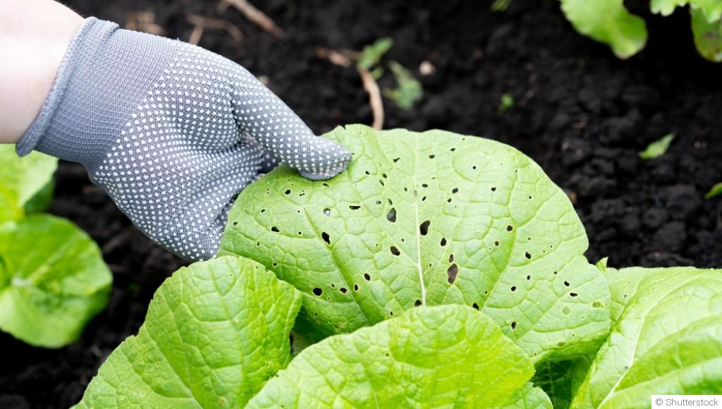La lutte contre les parasites et maladies du jardin en hiver