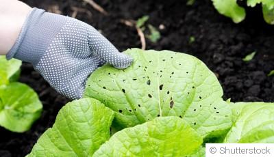 La lutte contre les parasites et maladies du jardin en hiver