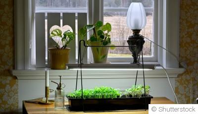 Lampes de croissance pour plantes : guide pour l\'hiver