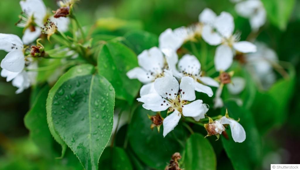 Le guide ultime des arbres fruitiers en hiver