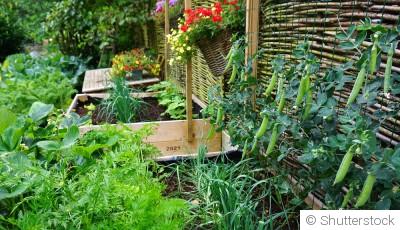 Le potager vertical : une solution pour l\'hiver ?