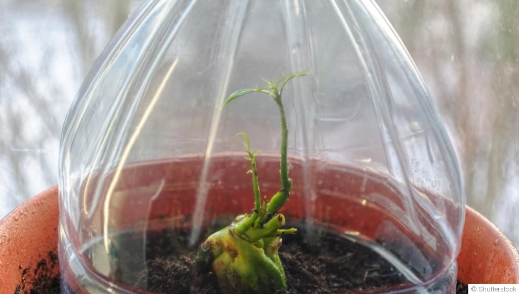 Le rôle des microclimats dans le jardinage hivernal