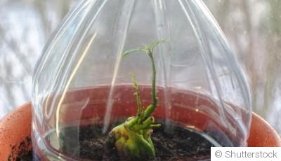 Le rôle des microclimats dans le jardinage hivernal