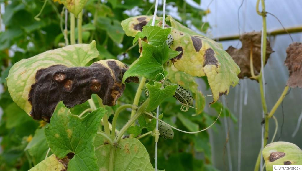 Les erreurs à éviter lors du jardinage en hiver