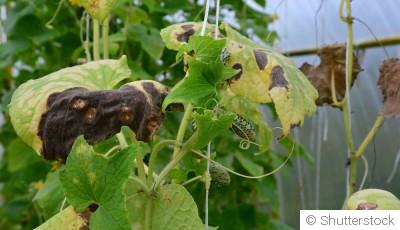 Les erreurs à éviter lors du jardinage en hiver