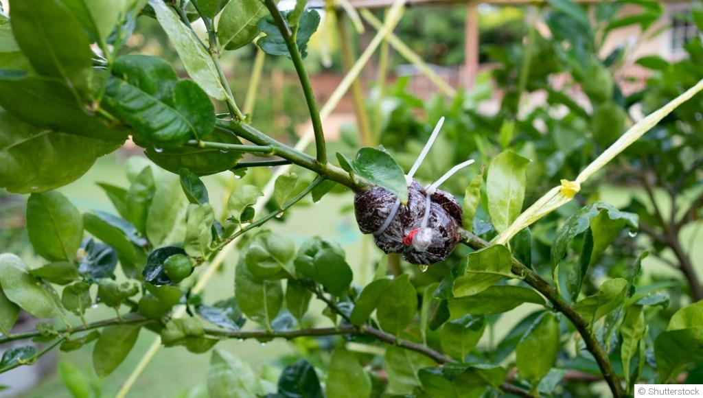 Guide de multiplication des plantes en hiver