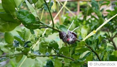 Guide de multiplication des plantes en hiver