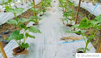 Techniques de paillage pour protéger les plantes en hiver