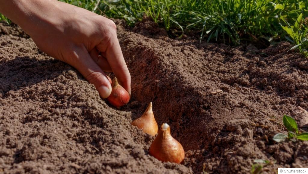Planter des bulbes en hiver pour un printemps éclatant