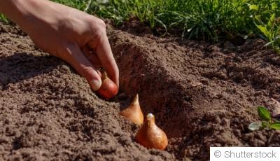Planter des bulbes en hiver pour un printemps éclatant