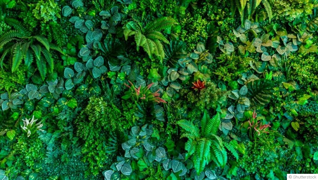 Planter et entretenir des haies en hiver