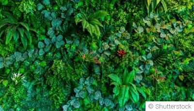 Planter et entretenir des haies en hiver