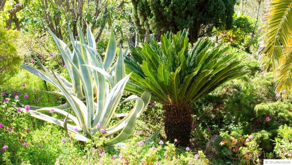 Conseils pour la culture d\'hiver des plantes méditerranéennes