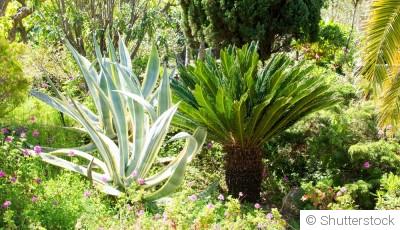 Conseils pour la culture d\'hiver des plantes méditerranéennes