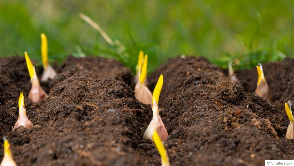 Comment faire pousser de l\'ail à l\'infini ?