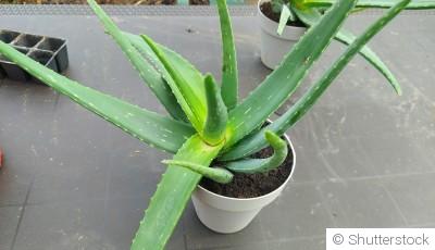 Comment faire pousser de l\'aloe vera chez soi ?