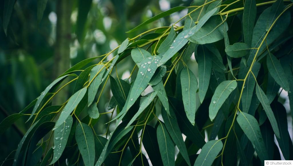Comment faire pousser de l\'eucalyptus ?
