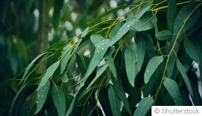 Comment faire pousser de l\'eucalyptus ?