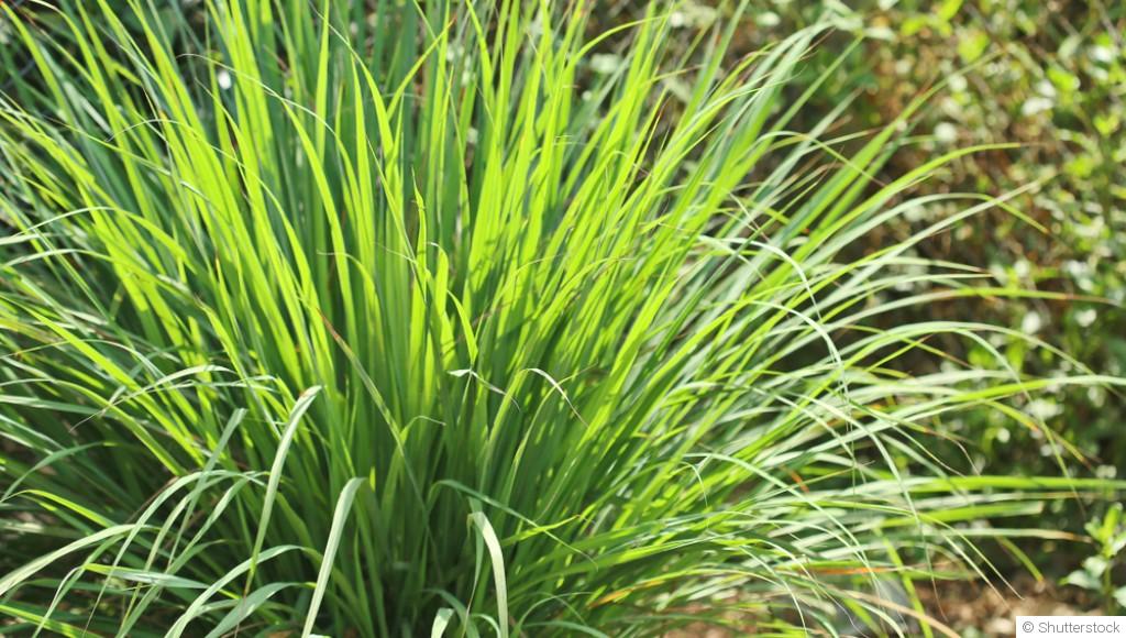 Comment faire pousser de la citronnelle à l\'infini ?