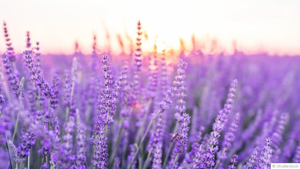 Comment faire pousser de la lavande ?