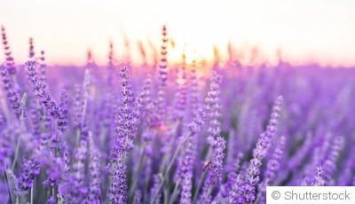 Comment faire pousser de la lavande ?