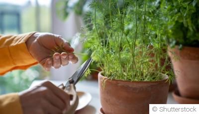 Comment faire pousser de la menthe en appartement ?