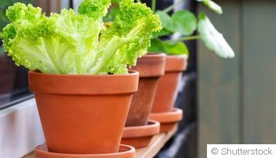 Comment faire pousser de la salade à la maison ?