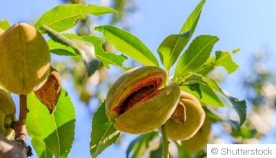 Comment faire pousser des amandes ?