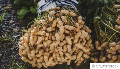 Comment faire pousser des cacahuètes ?