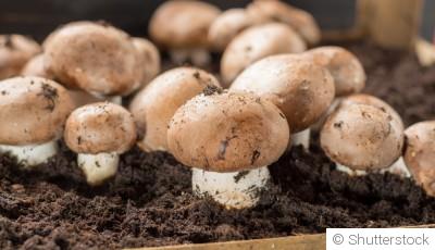 Cultiver des champignons comestibles chez soi
