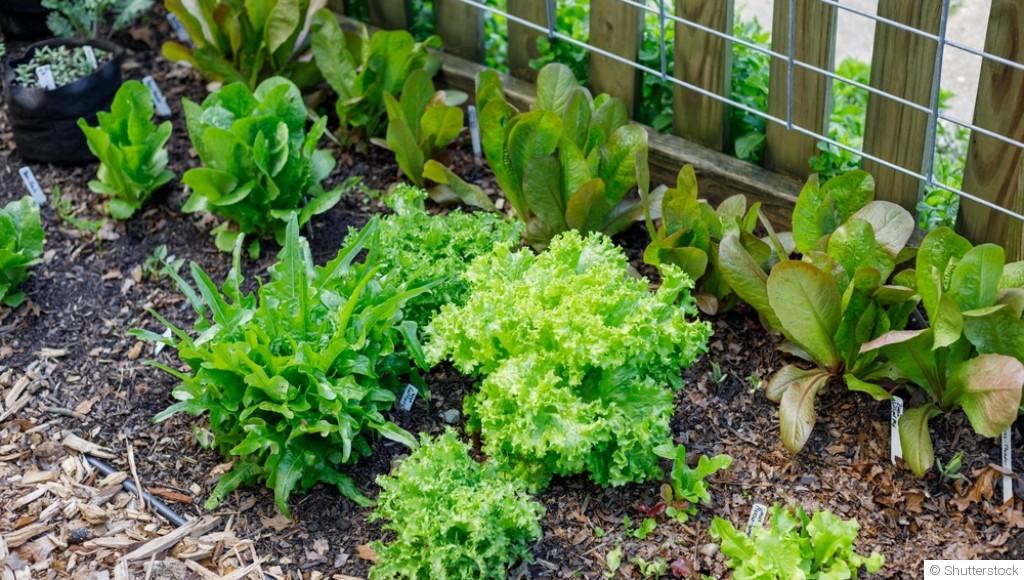 Comment faire pousser des endives ?