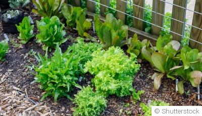 Comment faire pousser des endives ?