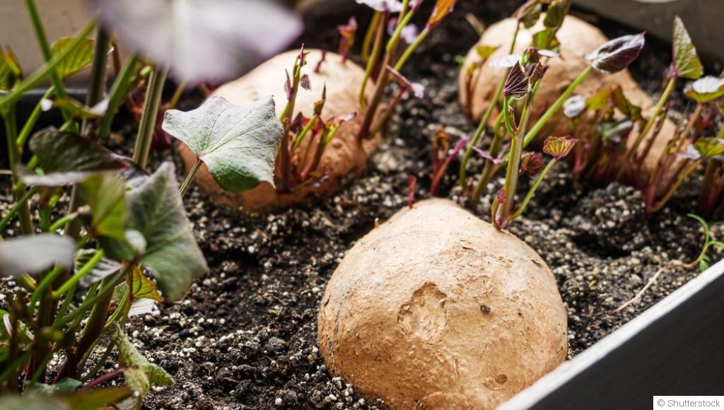 Comment faire pousser des patates douces ?