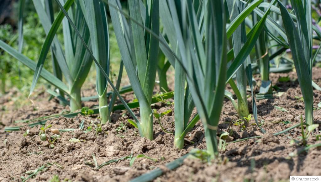 Comment faire pousser des poireaux à l\'infini ?