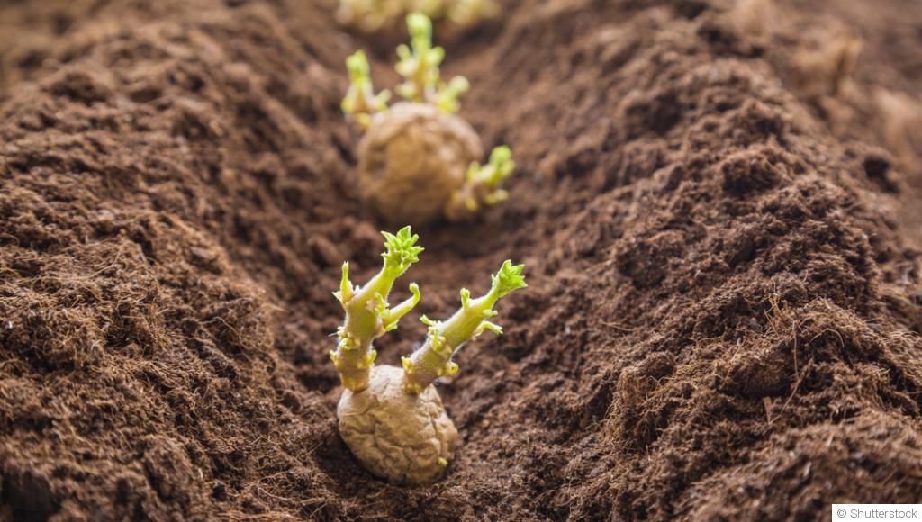 Comment faire pousser des pommes de terre à l\'infini ?