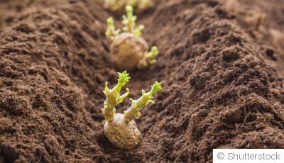 Comment faire pousser des pommes de terre à l\'infini ?