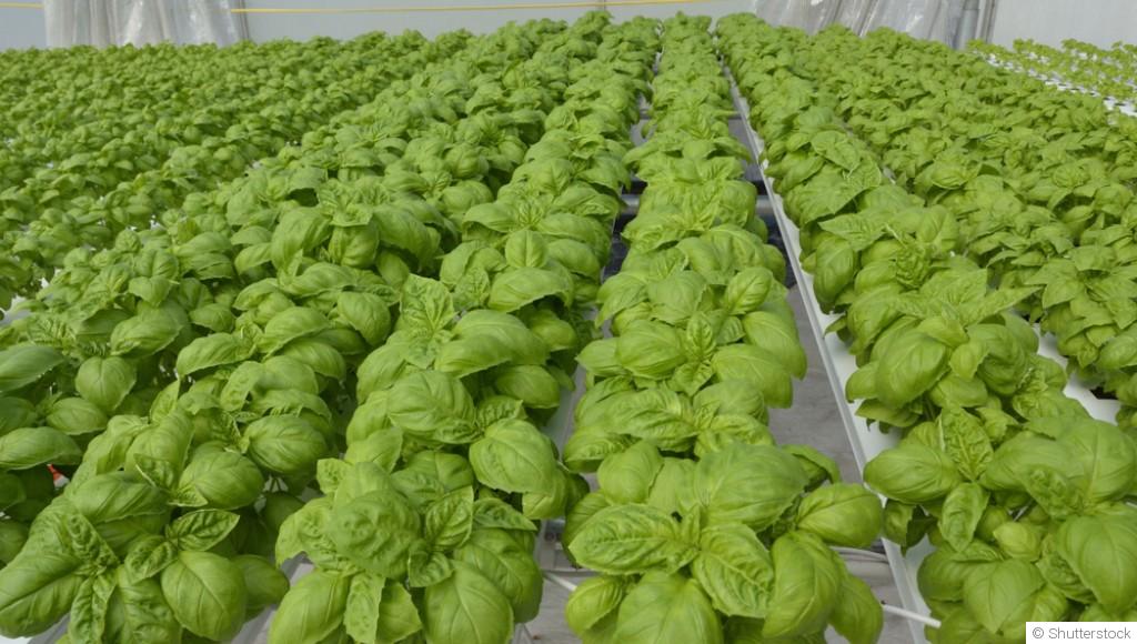 Comment faire pousser du basilic à l\'infini ?