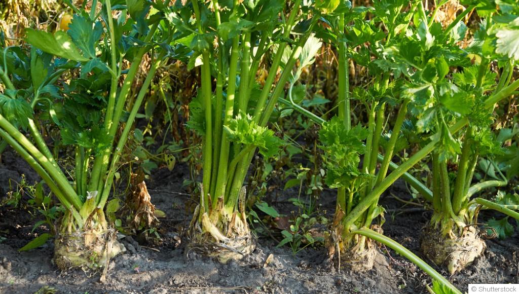 Comment faire pousser du céleri à l\'infini ?