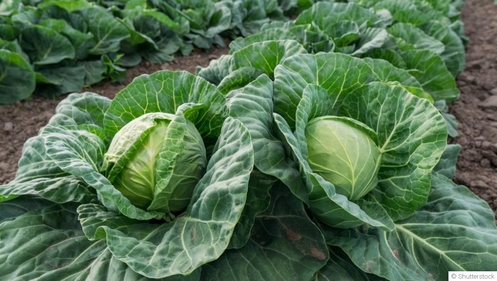 Comment faire pousser du chou à l\'infini ?