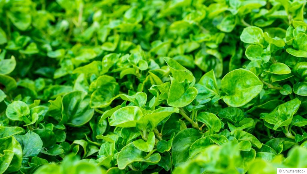 Comment faire pousser du cresson ?